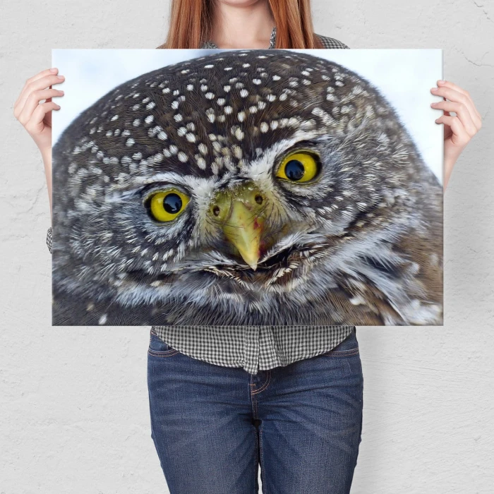 Plakat metalowy Big owl Prezent