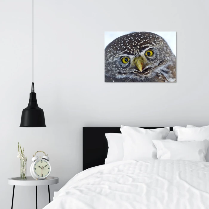 Plakat metalowy Big owl Prezent