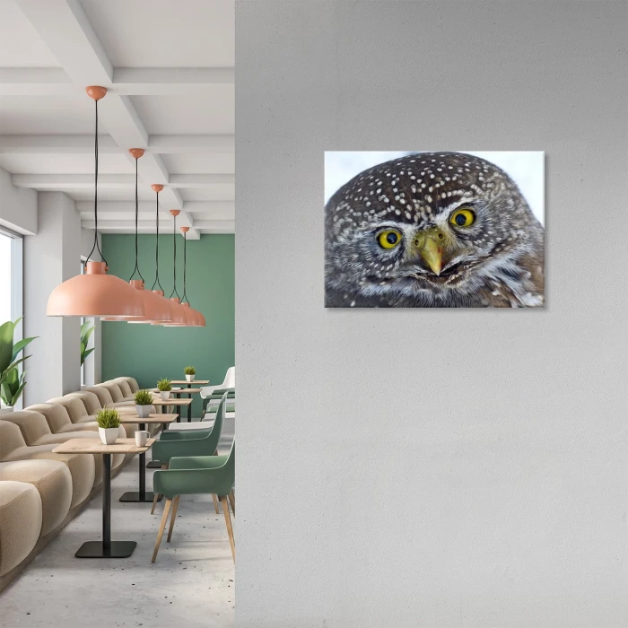 Plakat metalowy Big owl Prezent