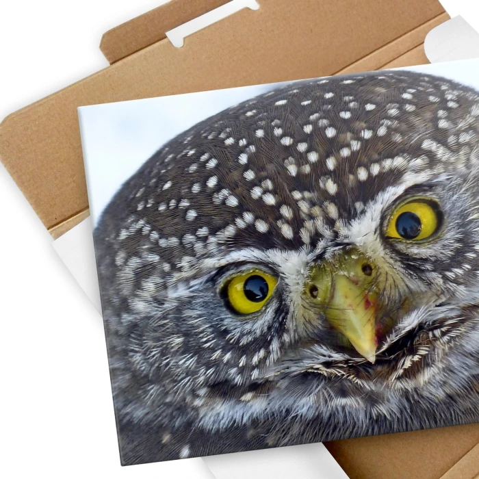 Plakat metalowy Big owl Prezent