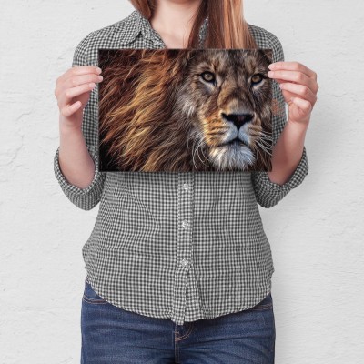 Plakat metalowy big lion Prezent