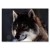 Plakat metalowy Wolf natural Prezent