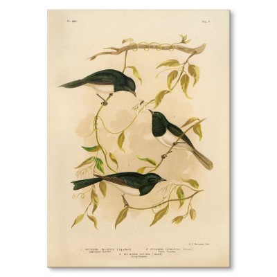 Poster metal Retro atlas Ptaki XXXVI gift