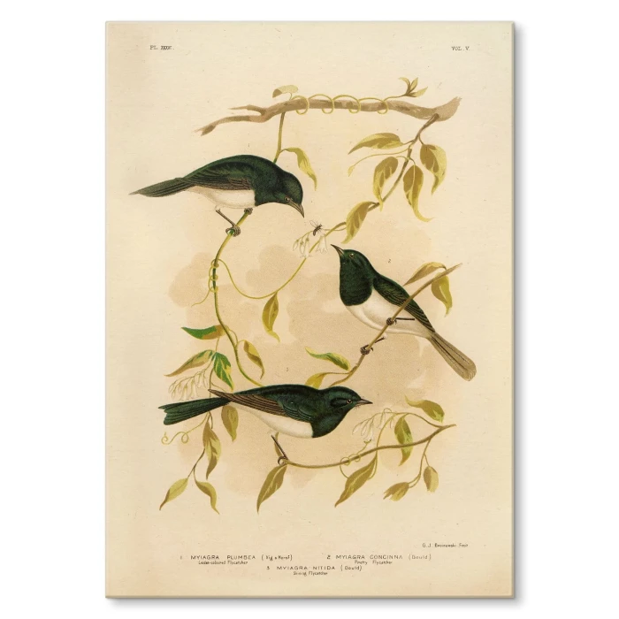 Poster metal Retro atlas Ptaki XXXVI gift