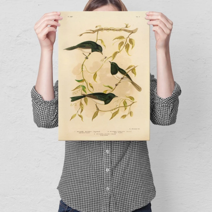 Poster metal Retro atlas Ptaki XXXVI gift