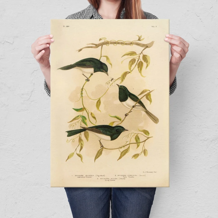 Poster metal Retro atlas Ptaki XXXVI gift