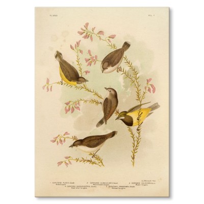 Poster metal Retro atlas Ptaki XXXIII gift
