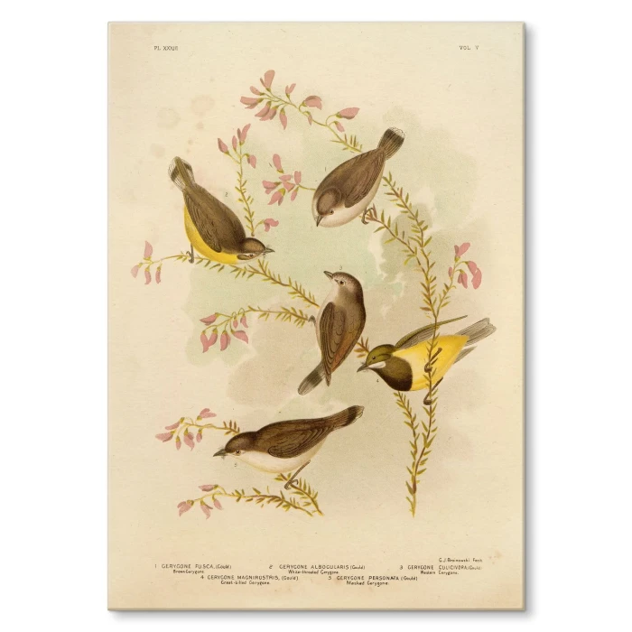 Poster metal Retro atlas Ptaki XXXIII gift