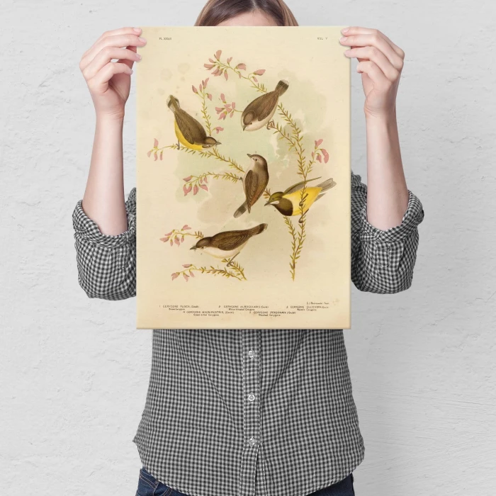 Plakat metalowy Retro atlas Ptaki XXXIII Prezent