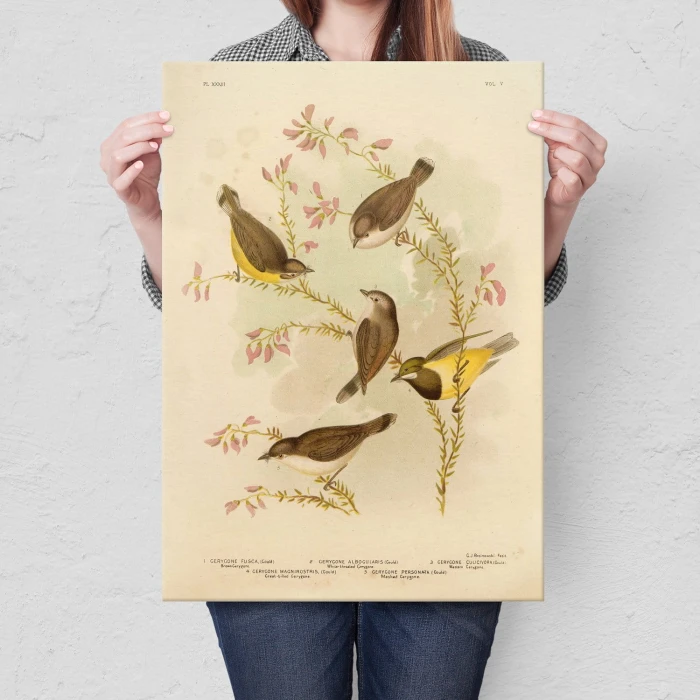 Plakat metalowy Retro atlas Ptaki XXXIII Prezent