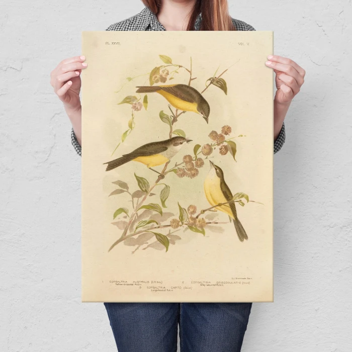 Plakat metalowy Retro atlas Ptaki XXVII Prezent