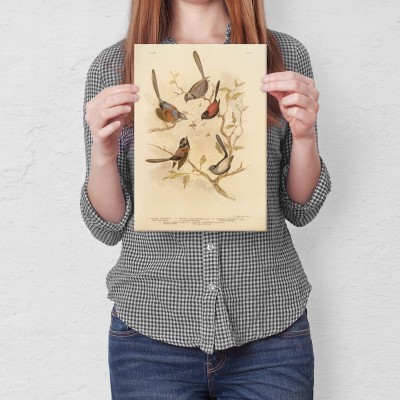 Poster metal Retro atlas Ptaki XXI gift