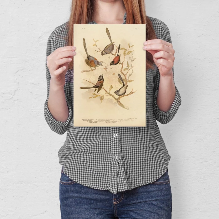Poster metal Retro atlas Ptaki XXI gift