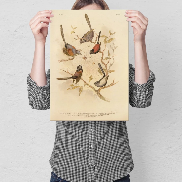 Poster metal Retro atlas Ptaki XXI gift