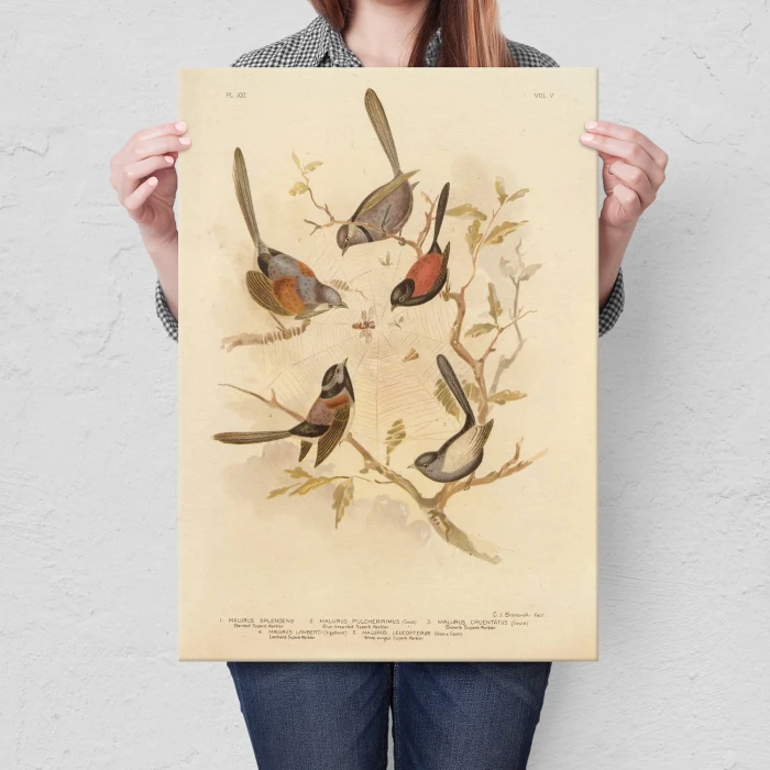 Plakat metalowy Retro atlas Ptaki XXI Prezent