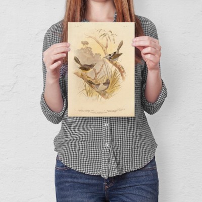 Poster metal Retro atlas Ptaki XXII gift