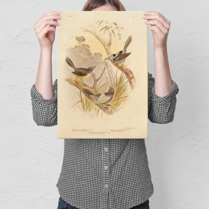 Poster metal Retro atlas Ptaki XXII gift