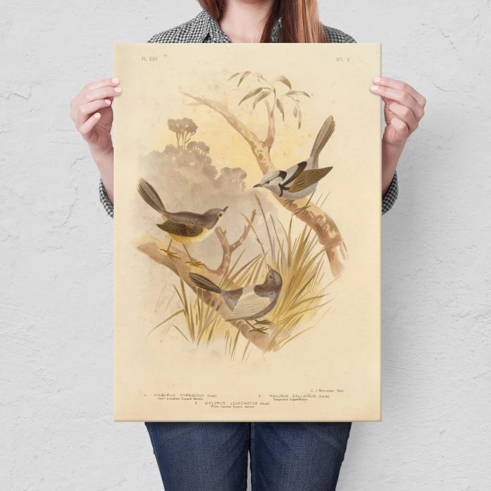 Plakat metalowy Retro atlas Ptaki XXII Prezent
