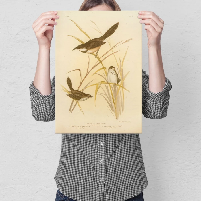 Plakat metalowy Retro atlas Ptaki XVII Prezent