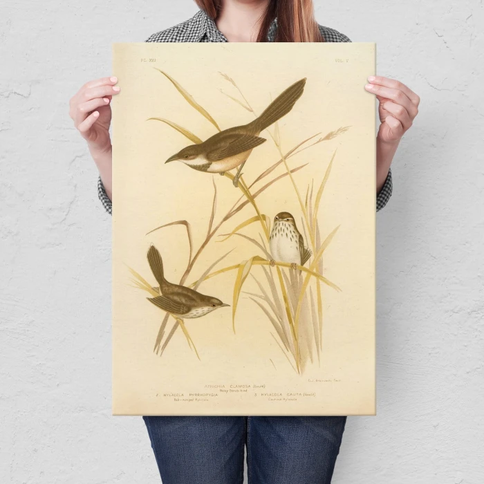Poster metal Retro atlas Ptaki XVII gift