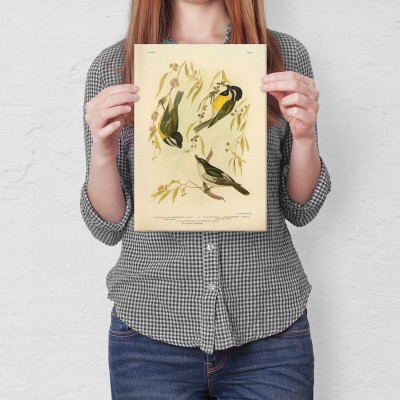 Poster metal Retro atlas Ptaki XLVII gift