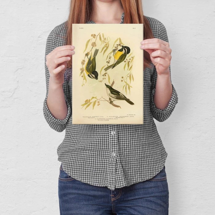 Plakat metalowy Retro atlas Ptaki XLVII Prezent