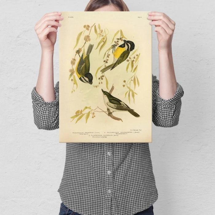 Plakat metalowy Retro atlas Ptaki XLVII Prezent