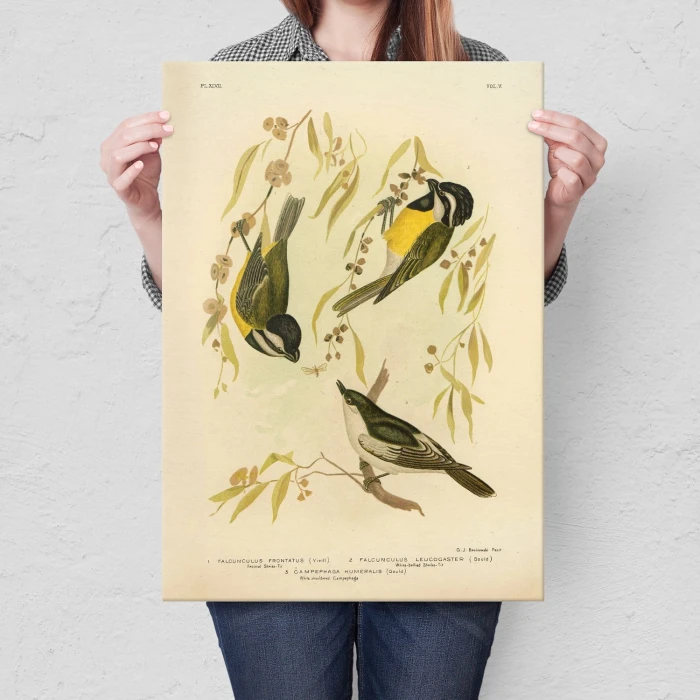 Plakat metalowy Retro atlas Ptaki XLVII Prezent