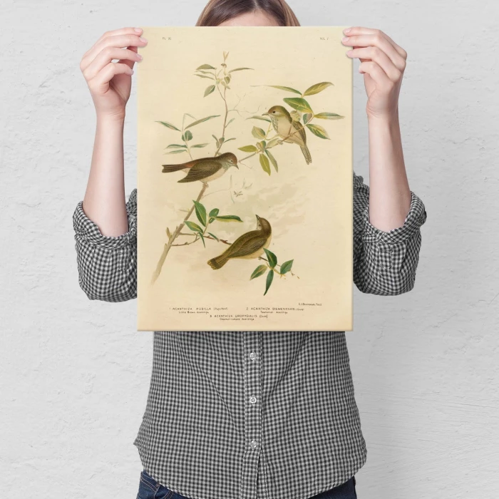Poster metal Retro atlas Ptaki XI gift