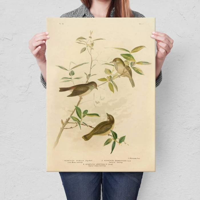 Plakat metalowy Retro atlas Ptaki XI Prezent