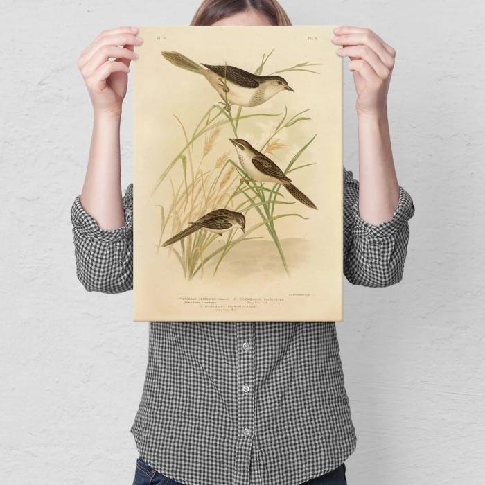 Plakat metalowy Retro atlas Ptaki VI Prezent