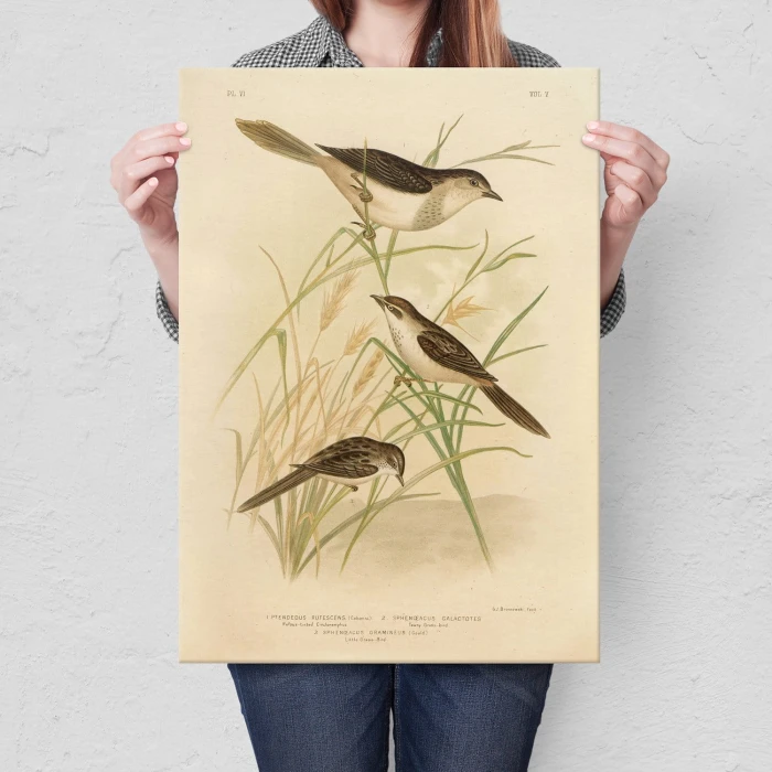 Poster metal Retro atlas Ptaki VI gift
