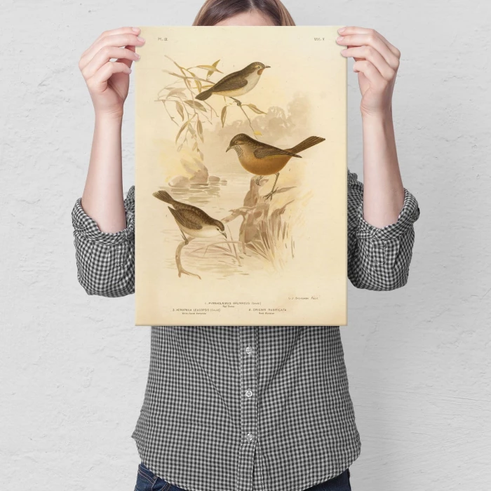 Poster metal Retro atlas Ptaki IX gift