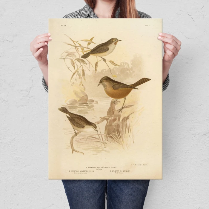 Poster metal Retro atlas Ptaki IX gift