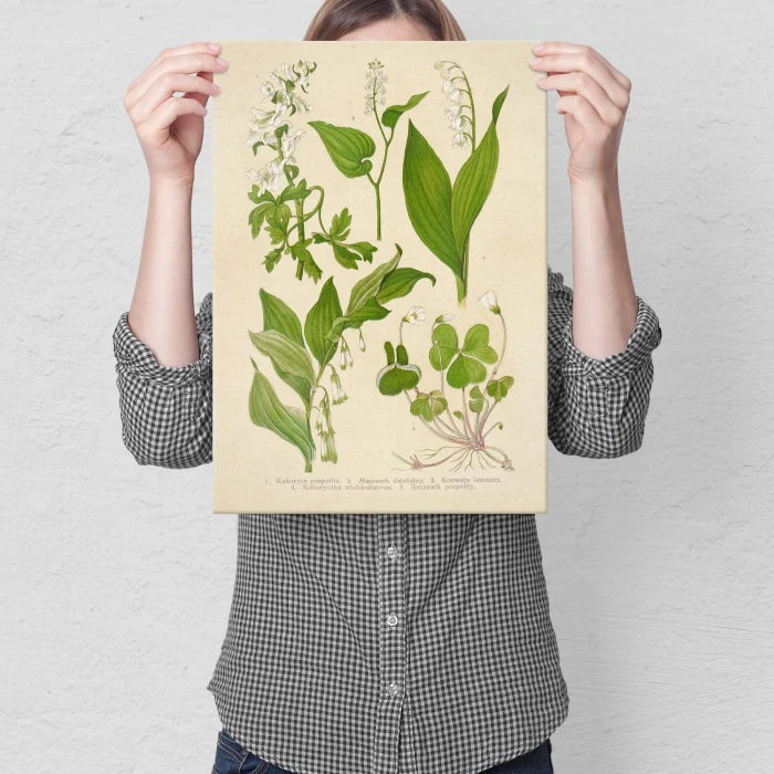 Poster metal Retro atlas Rośliny III gift