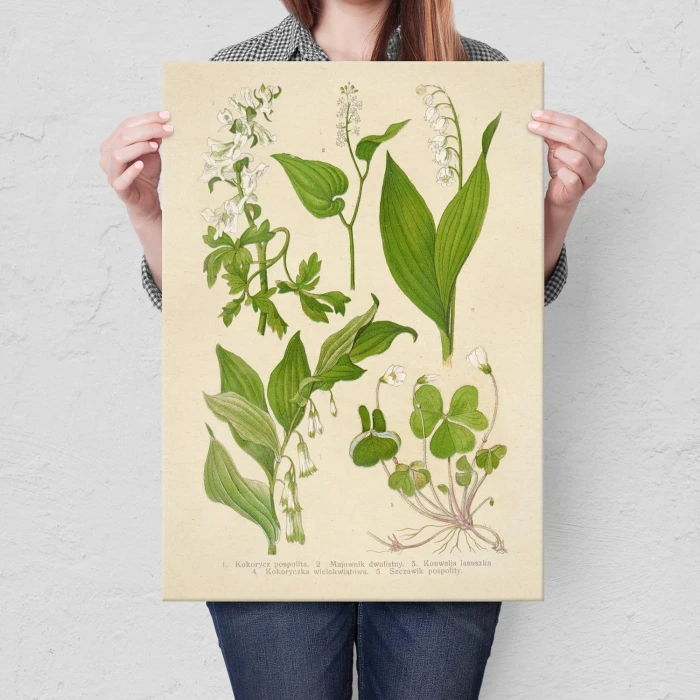 Poster metal Retro atlas Rośliny III gift