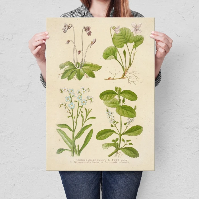 Poster metal Retro atlas Rośliny X gift