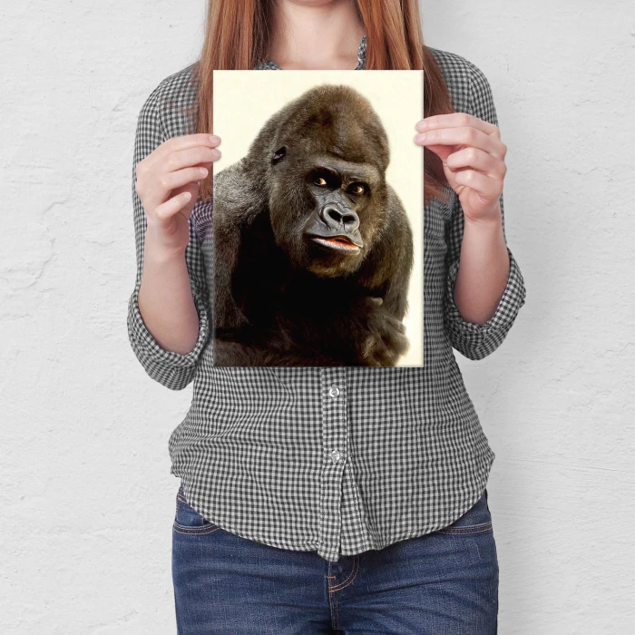 Plakat metalowy Goryl Prezent