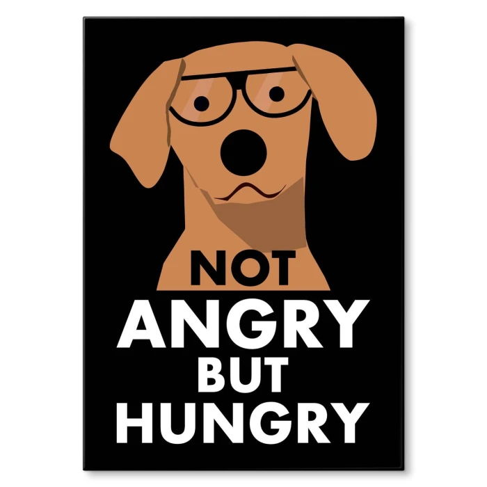 Plakat metalowy Not angry but hungry Prezent